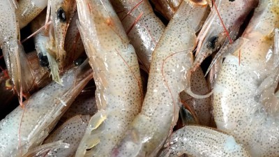 놓치면 후회! 🦐 중하 할인 & 리얼 후기 대방출!